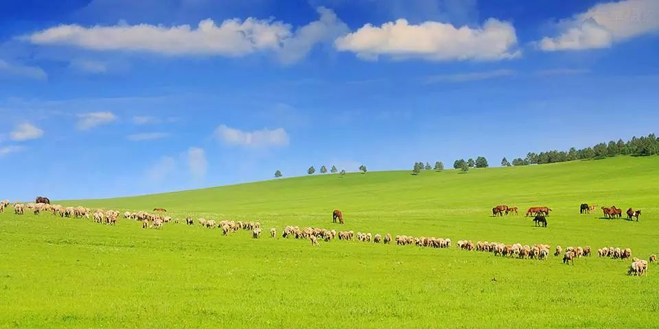 呼伦贝尔,草原之韵与生态之旅的探索